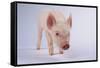 Yorkshire Pig-DLILLC-Framed Stretched Canvas