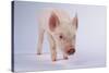 Yorkshire Pig-DLILLC-Stretched Canvas