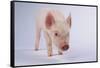 Yorkshire Pig-DLILLC-Framed Stretched Canvas