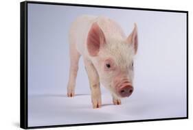 Yorkshire Pig-DLILLC-Framed Stretched Canvas