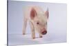 Yorkshire Pig-DLILLC-Stretched Canvas