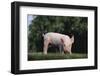 Yorkshire Pig-DLILLC-Framed Photographic Print