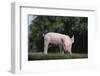 Yorkshire Pig-DLILLC-Framed Photographic Print