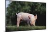 Yorkshire Pig-DLILLC-Mounted Photographic Print