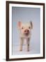 Yorkshire Pig-DLILLC-Framed Photographic Print