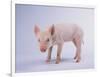 Yorkshire Pig-DLILLC-Framed Photographic Print