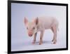 Yorkshire Pig-DLILLC-Framed Photographic Print