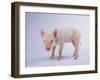 Yorkshire Pig-DLILLC-Framed Photographic Print