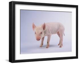 Yorkshire Pig-DLILLC-Framed Photographic Print