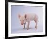 Yorkshire Pig-DLILLC-Framed Photographic Print