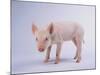 Yorkshire Pig-DLILLC-Mounted Photographic Print