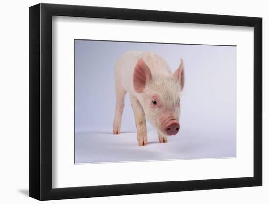 Yorkshire Pig-DLILLC-Framed Photographic Print