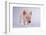 Yorkshire Pig-DLILLC-Framed Photographic Print