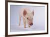 Yorkshire Pig-DLILLC-Framed Photographic Print