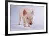 Yorkshire Pig-DLILLC-Framed Photographic Print