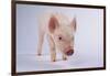 Yorkshire Pig-DLILLC-Framed Photographic Print