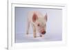 Yorkshire Pig-DLILLC-Framed Photographic Print