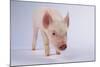 Yorkshire Pig-DLILLC-Mounted Photographic Print