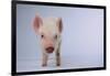 Yorkshire Pig-DLILLC-Framed Photographic Print