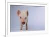 Yorkshire Pig-DLILLC-Framed Photographic Print