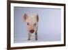 Yorkshire Pig-DLILLC-Framed Photographic Print