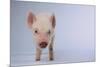 Yorkshire Pig-DLILLC-Mounted Photographic Print