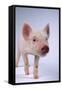 Yorkshire Piglet-DLILLC-Framed Stretched Canvas