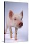 Yorkshire Piglet-DLILLC-Stretched Canvas