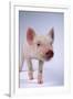 Yorkshire Piglet-DLILLC-Framed Photographic Print