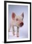 Yorkshire Piglet-DLILLC-Framed Photographic Print