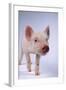 Yorkshire Piglet-DLILLC-Framed Photographic Print