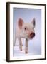 Yorkshire Piglet-DLILLC-Framed Photographic Print