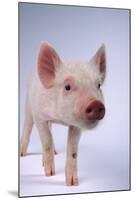 Yorkshire Piglet-DLILLC-Mounted Photographic Print