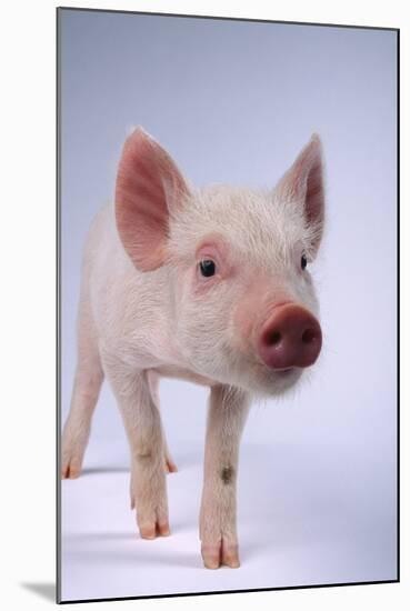 Yorkshire Piglet-DLILLC-Mounted Photographic Print