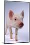 Yorkshire Piglet-DLILLC-Mounted Photographic Print