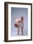 Yorkshire Piglet-DLILLC-Framed Photographic Print