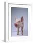 Yorkshire Piglet-DLILLC-Framed Photographic Print