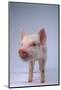 Yorkshire Piglet-DLILLC-Mounted Photographic Print