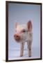 Yorkshire Piglet-DLILLC-Framed Photographic Print