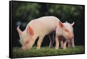 Yorkshire Pigs on Grass-DLILLC-Framed Stretched Canvas