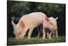 Yorkshire Pigs on Grass-DLILLC-Stretched Canvas