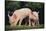 Yorkshire Pigs on Grass-DLILLC-Stretched Canvas