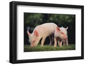 Yorkshire Pigs on Grass-DLILLC-Framed Photographic Print