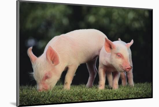 Yorkshire Pigs on Grass-DLILLC-Mounted Photographic Print