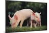 Yorkshire Pigs on Grass-DLILLC-Mounted Photographic Print