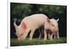 Yorkshire Pigs on Grass-DLILLC-Framed Photographic Print