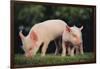 Yorkshire Pigs on Grass-DLILLC-Framed Photographic Print