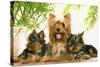 Yorkshire Terrier Adult with Two Puppies-null-Stretched Canvas