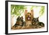 Yorkshire Terrier Adult with Two Puppies-null-Framed Photographic Print