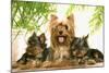 Yorkshire Terrier Adult with Two Puppies-null-Mounted Photographic Print